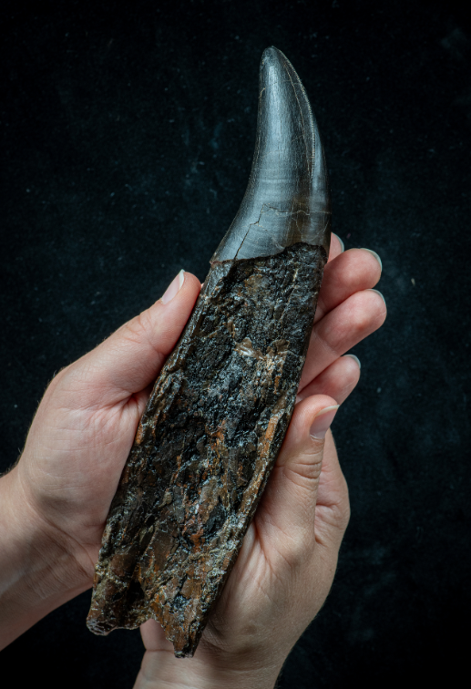 The tooth in question has been through a lot in 70 million years, but there was plenty left to analyse